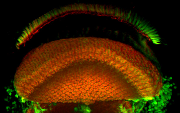 3D Ansicht der Medulla (IrreC-Antikörper)