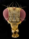 Kopf einer Drosophila